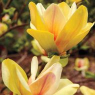 Саджанець Магнолія жовта Sunsation в контейнері